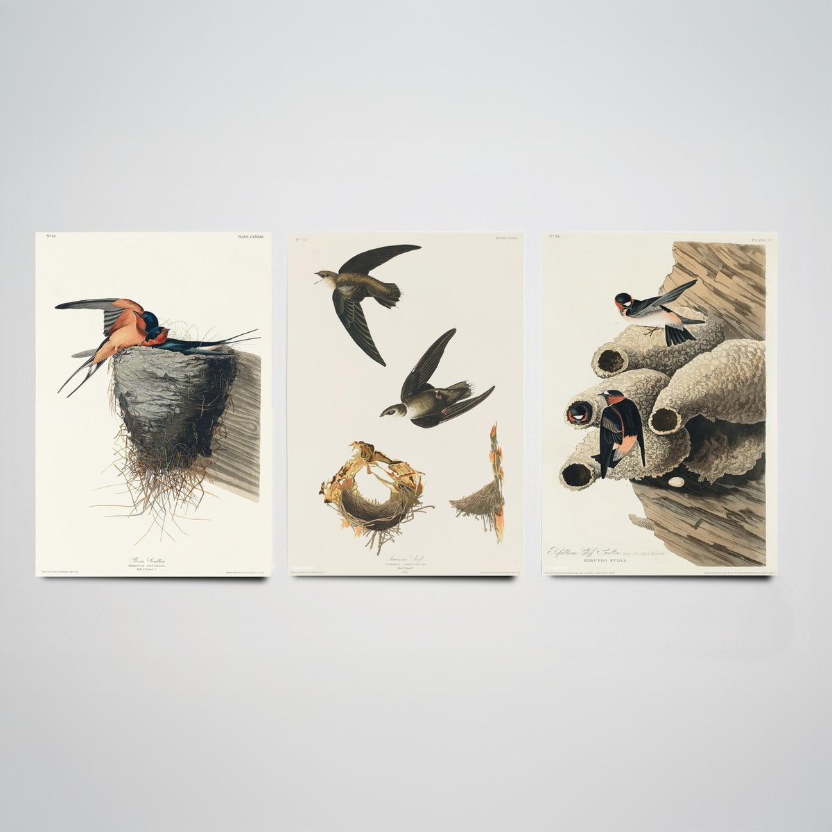 Set of Three John James Audubon Prints - Barn Swallow Chimney Swift Cliff Swallow - 3 Bird Paintings Poster Wall Art Gift Ornithology