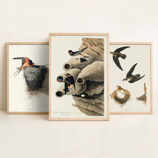 Set of Three John James Audubon Prints - Barn Swallow Chimney Swift Cliff Swallow - 3 Bird Paintings Poster Wall Art Gift Ornithology