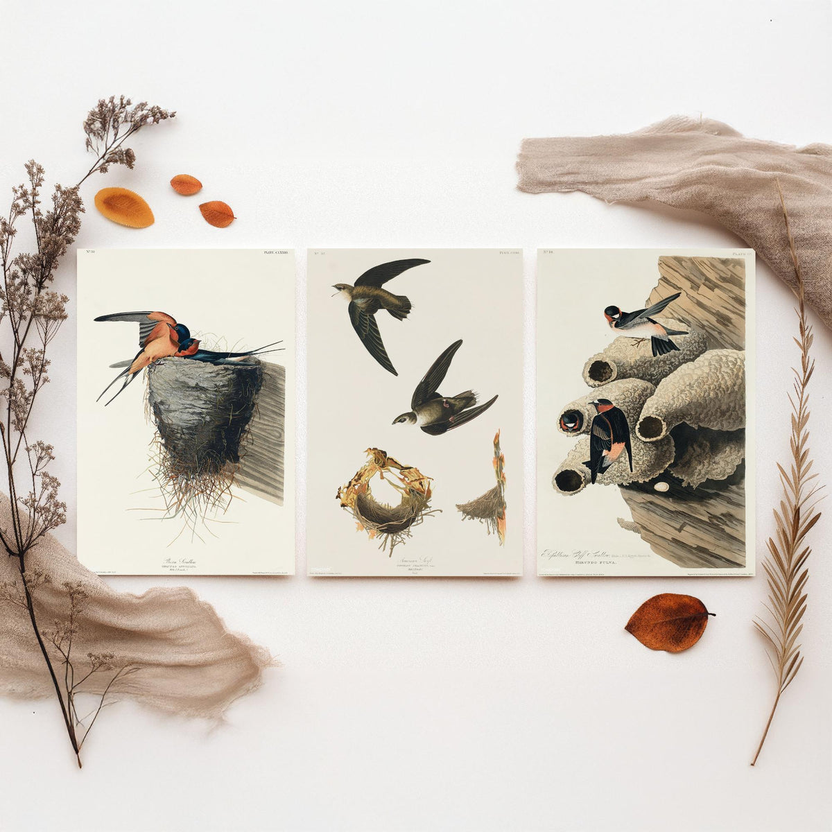 Set of Three John James Audubon Prints - Barn Swallow Chimney Swift Cliff Swallow - 3 Bird Paintings Poster Wall Art Gift Ornithology