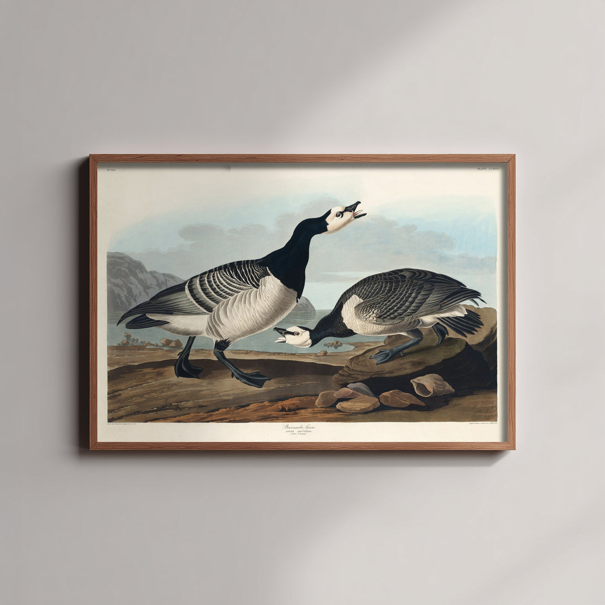 Barnacle Goose Art Print - John James Audubon Poster - Birds of America Vintage Illustration