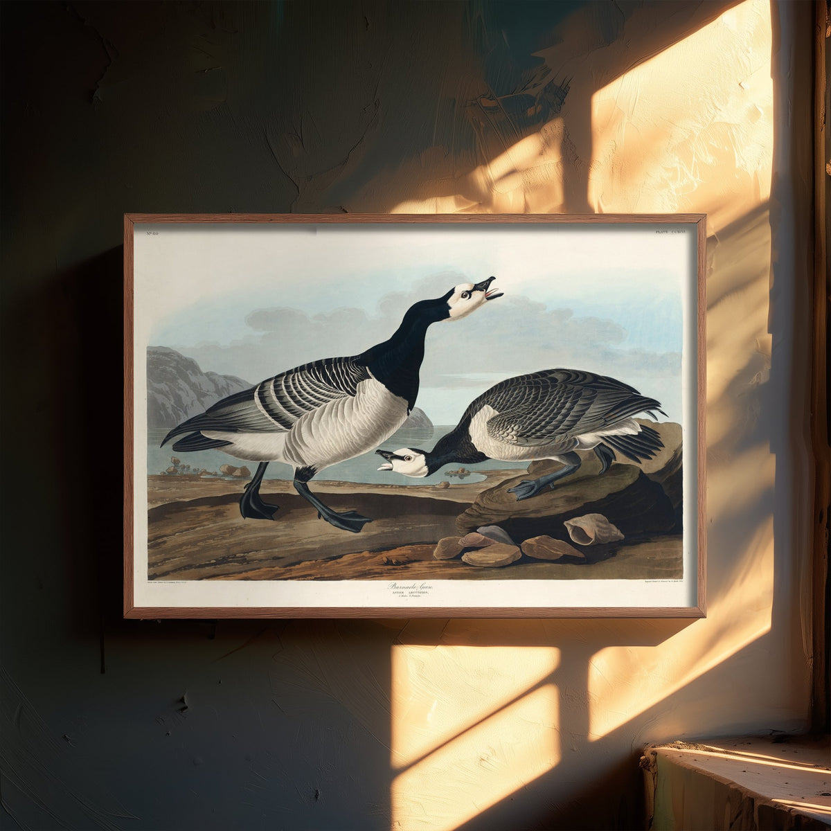 Barnacle Goose Art Print - John James Audubon Poster - Birds of America Vintage Illustration