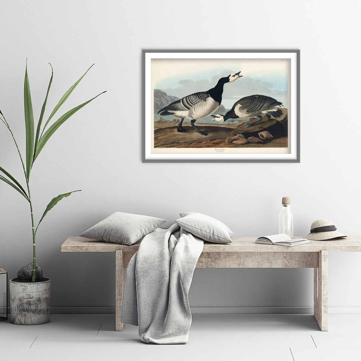 Barnacle Goose Art Print - John James Audubon Poster - Birds of America Vintage Illustration
