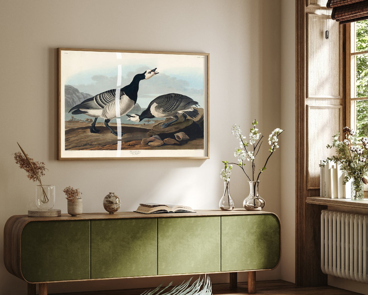Barnacle Goose Art Print - John James Audubon Poster - Birds of America Vintage Illustration