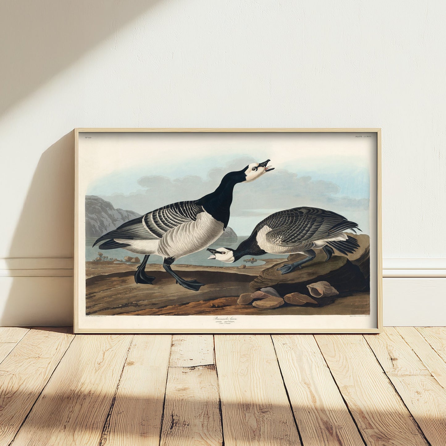 Barnacle Goose Art Print - John James Audubon Poster - Birds of America Vintage Illustration