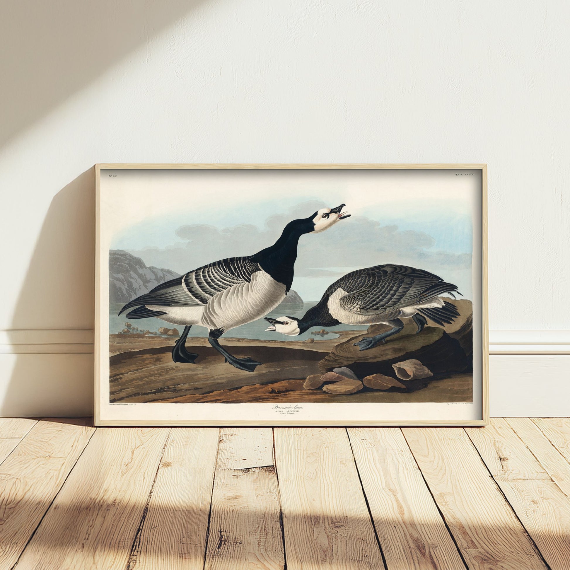 Barnacle Goose Art Print - John James Audubon Poster - Birds of America Vintage Illustration