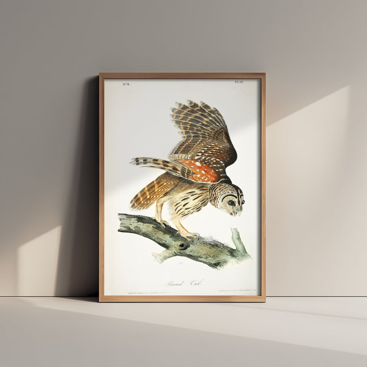 Barred Owl Art Print - John James Audubon Poster - Birds of America Vintage Illustration