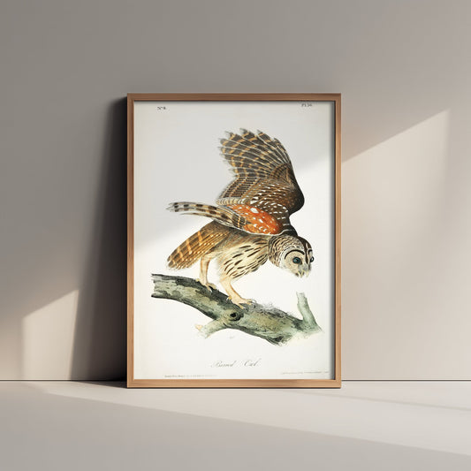 Barred Owl Art Print - John James Audubon Poster - Birds of America Vintage Illustration