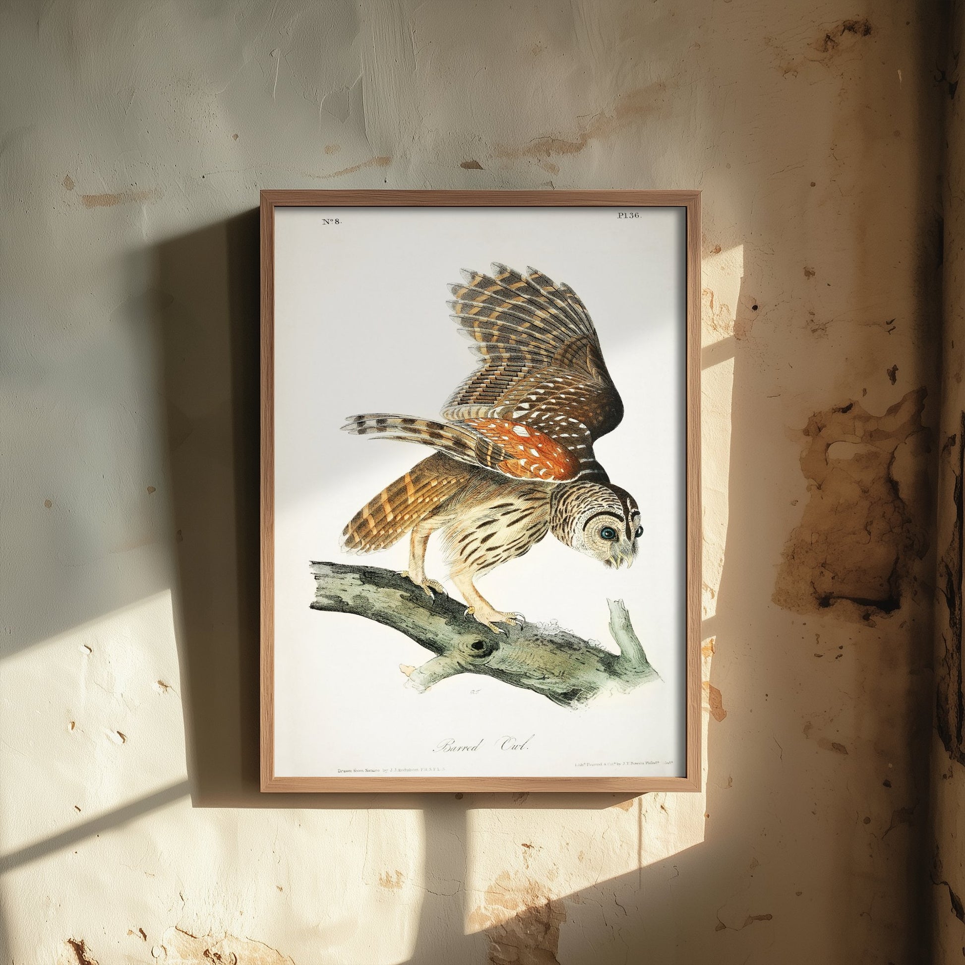 Barred Owl Art Print - John James Audubon Poster - Birds of America Vintage Illustration