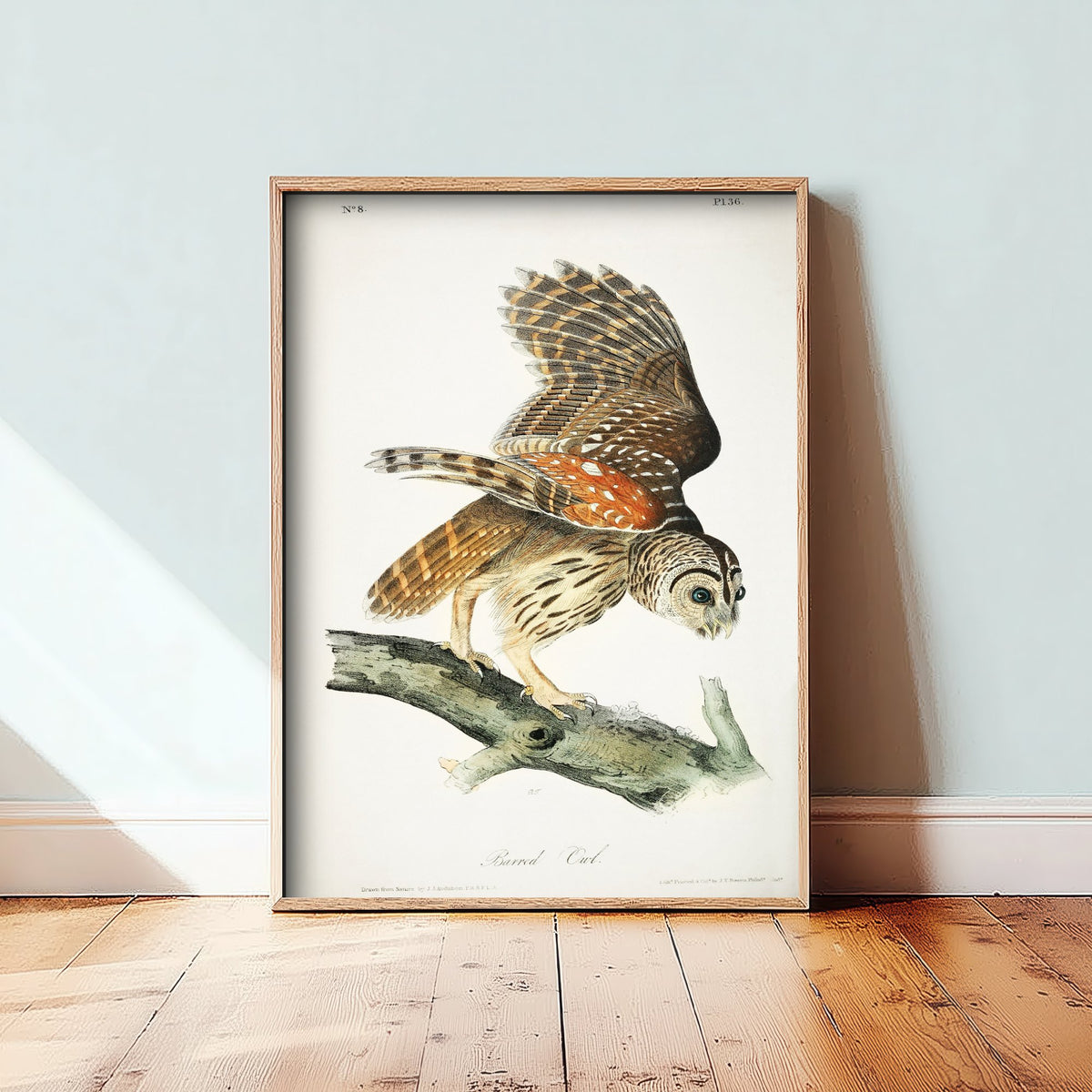 Barred Owl Art Print - John James Audubon Poster - Birds of America Vintage Illustration