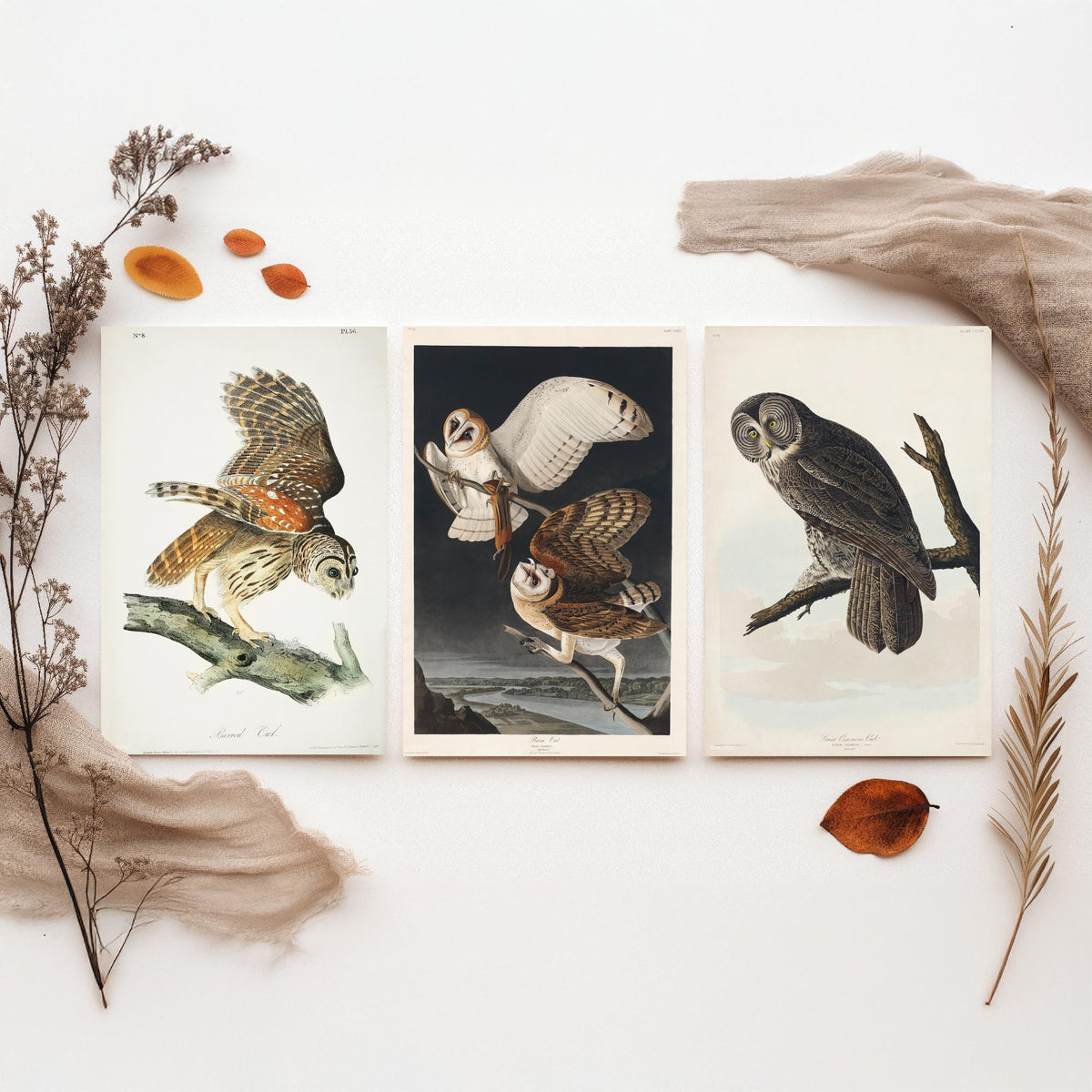 Set of Three John James Audubon Prints - Barred Owl Barn Owl Great Gray Owl - 3 Bird Paintings Poster Wall Art Gift Ornithology