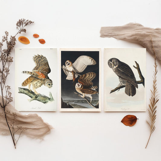 Set of Three John James Audubon Prints - Barred Owl Barn Owl Great Gray Owl - 3 Bird Paintings Poster Wall Art Gift Ornithology