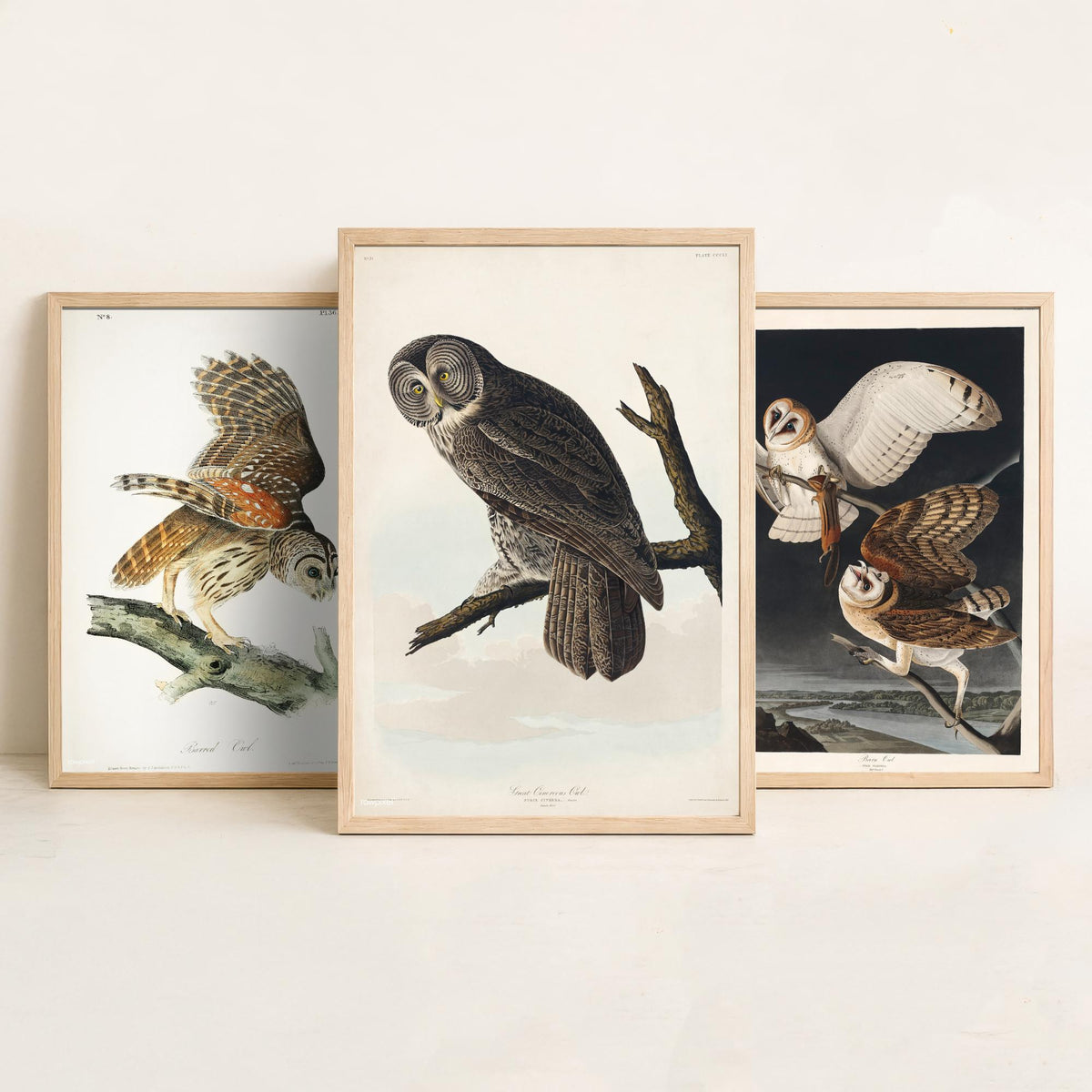 Set of Three John James Audubon Prints - Barred Owl Barn Owl Great Gray Owl - 3 Bird Paintings Poster Wall Art Gift Ornithology