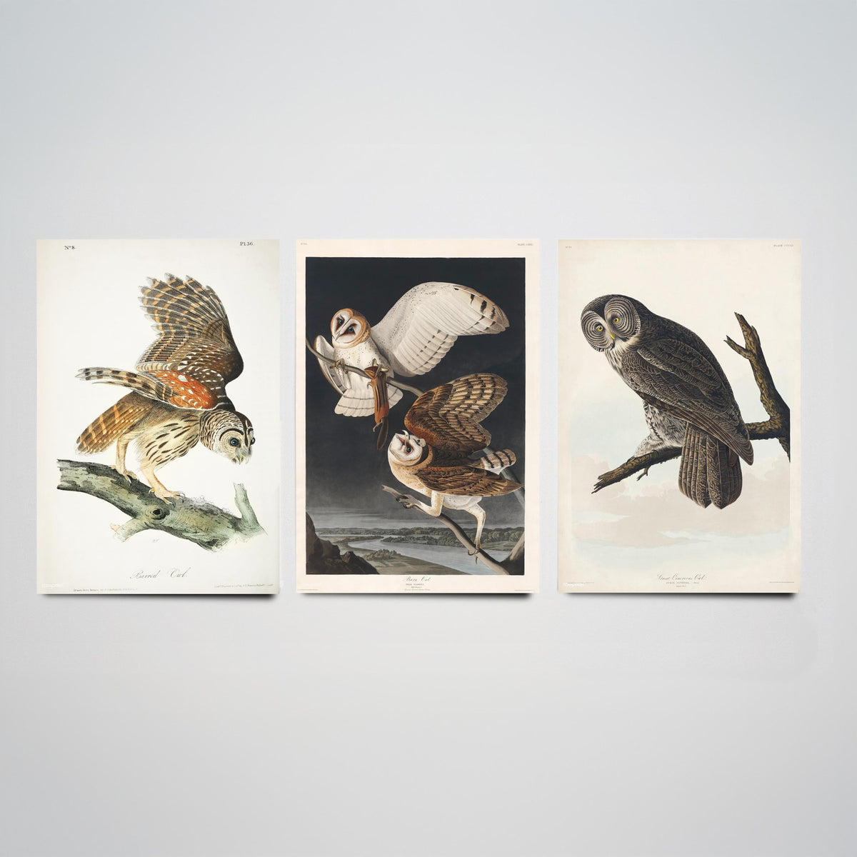Set of Three John James Audubon Prints - Barred Owl Barn Owl Great Gray Owl - 3 Bird Paintings Poster Wall Art Gift Ornithology