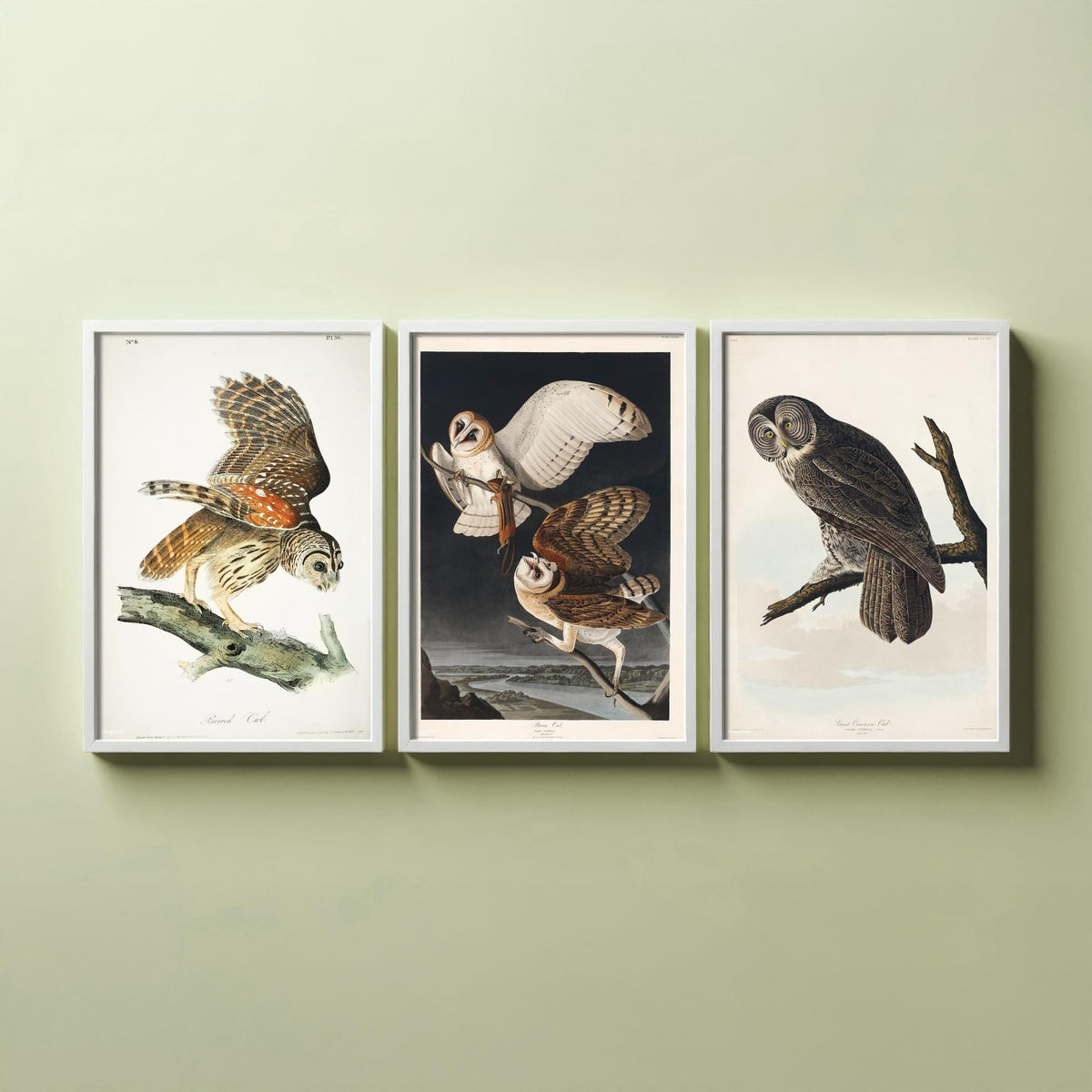 Set of Three John James Audubon Prints - Barred Owl Barn Owl Great Gray Owl - 3 Bird Paintings Poster Wall Art Gift Ornithology