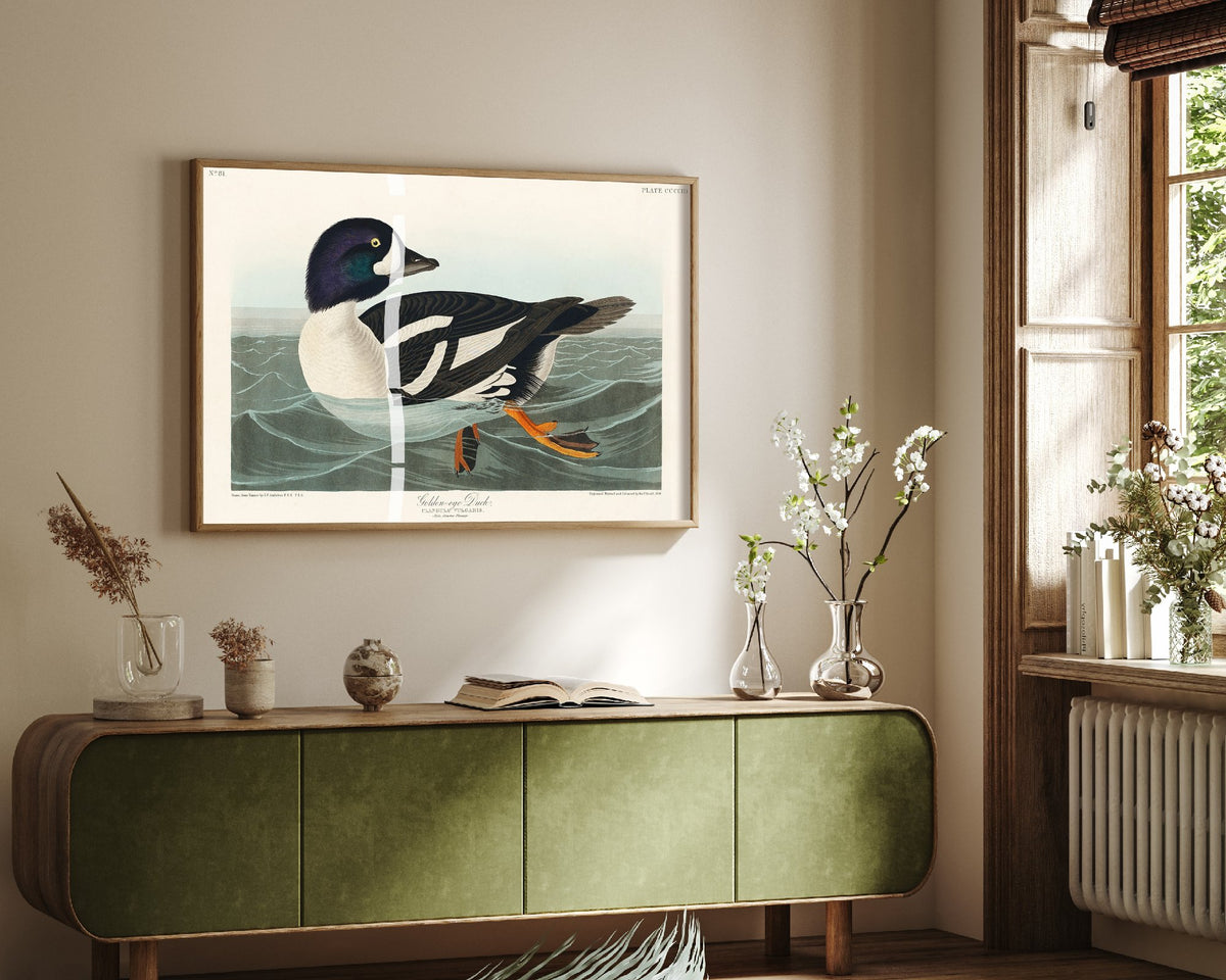 Barrow's Goldeneye Duck Art Print - John James Audubon Poster - Birds of America Vintage Illustration