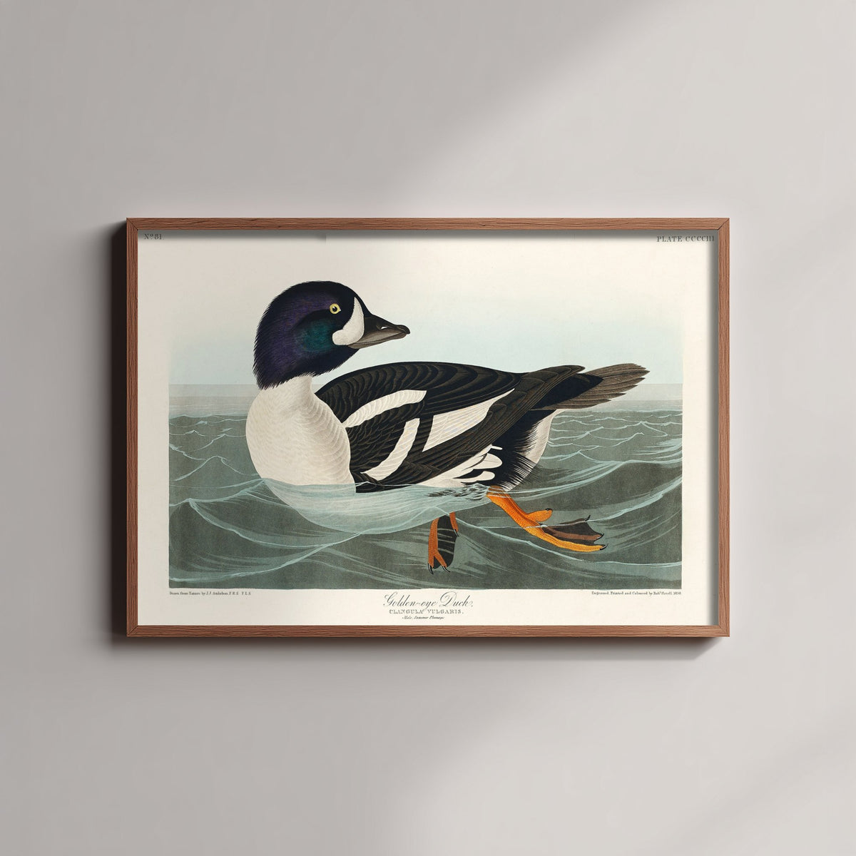 Barrow's Goldeneye Duck Art Print - John James Audubon Poster - Birds of America Vintage Illustration
