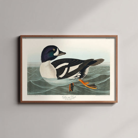 Barrow's Goldeneye Duck Art Print - John James Audubon Poster - Birds of America Vintage Illustration