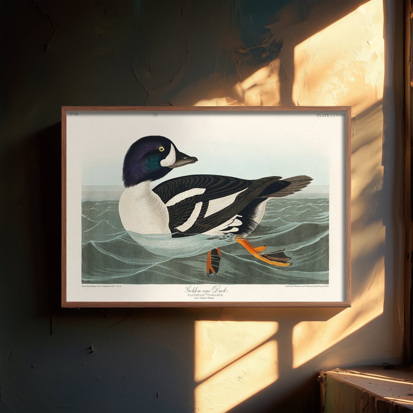 Barrow's Goldeneye Duck Art Print - John James Audubon Poster - Birds of America Vintage Illustration