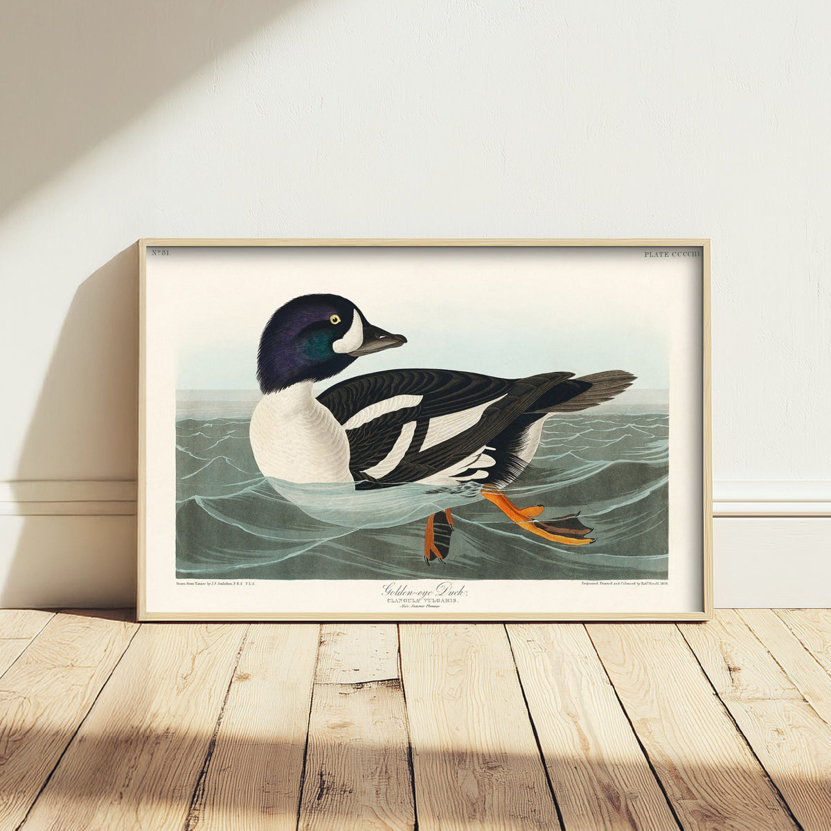 Barrow's Goldeneye Duck Art Print - John James Audubon Poster - Birds of America Vintage Illustration