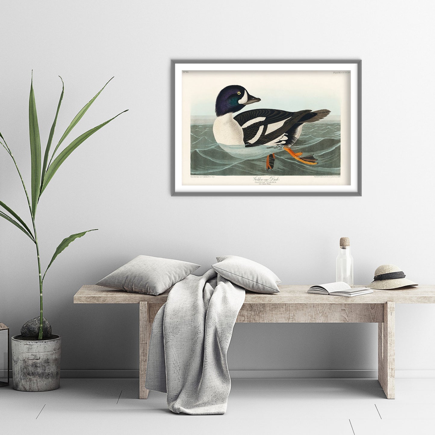 Barrow's Goldeneye Duck Art Print - John James Audubon Poster - Birds of America Vintage Illustration