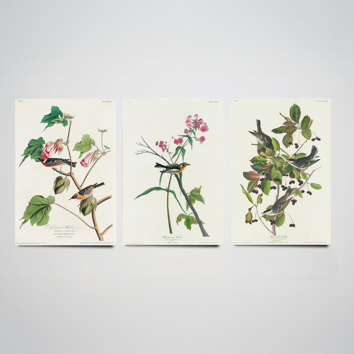 Set of Three John James Audubon Prints - Bay-breasted Blackburnian Blackpoll Warblers - 3 Bird Paintings Poster Wall Art Illustration