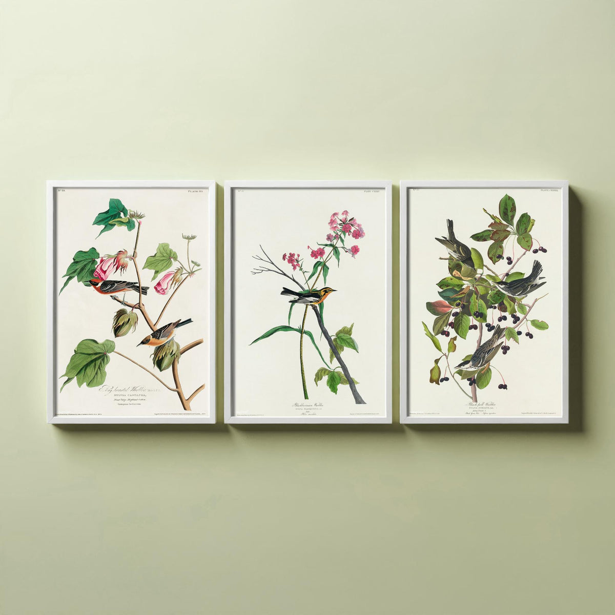 Set of Three John James Audubon Prints - Bay-breasted Blackburnian Blackpoll Warblers - 3 Bird Paintings Poster Wall Art Illustration