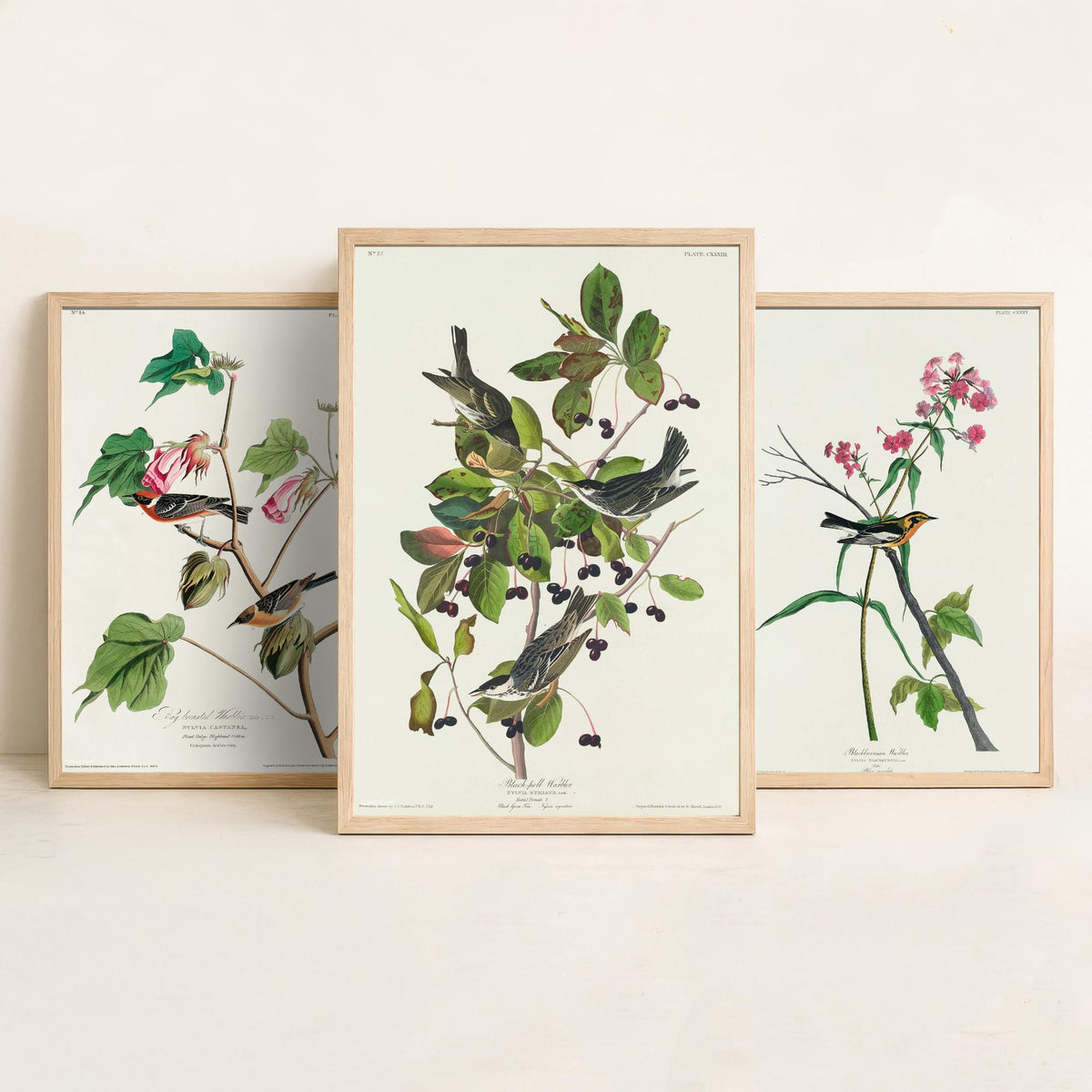 Set of Three John James Audubon Prints - Bay-breasted Blackburnian Blackpoll Warblers - 3 Bird Paintings Poster Wall Art Illustration