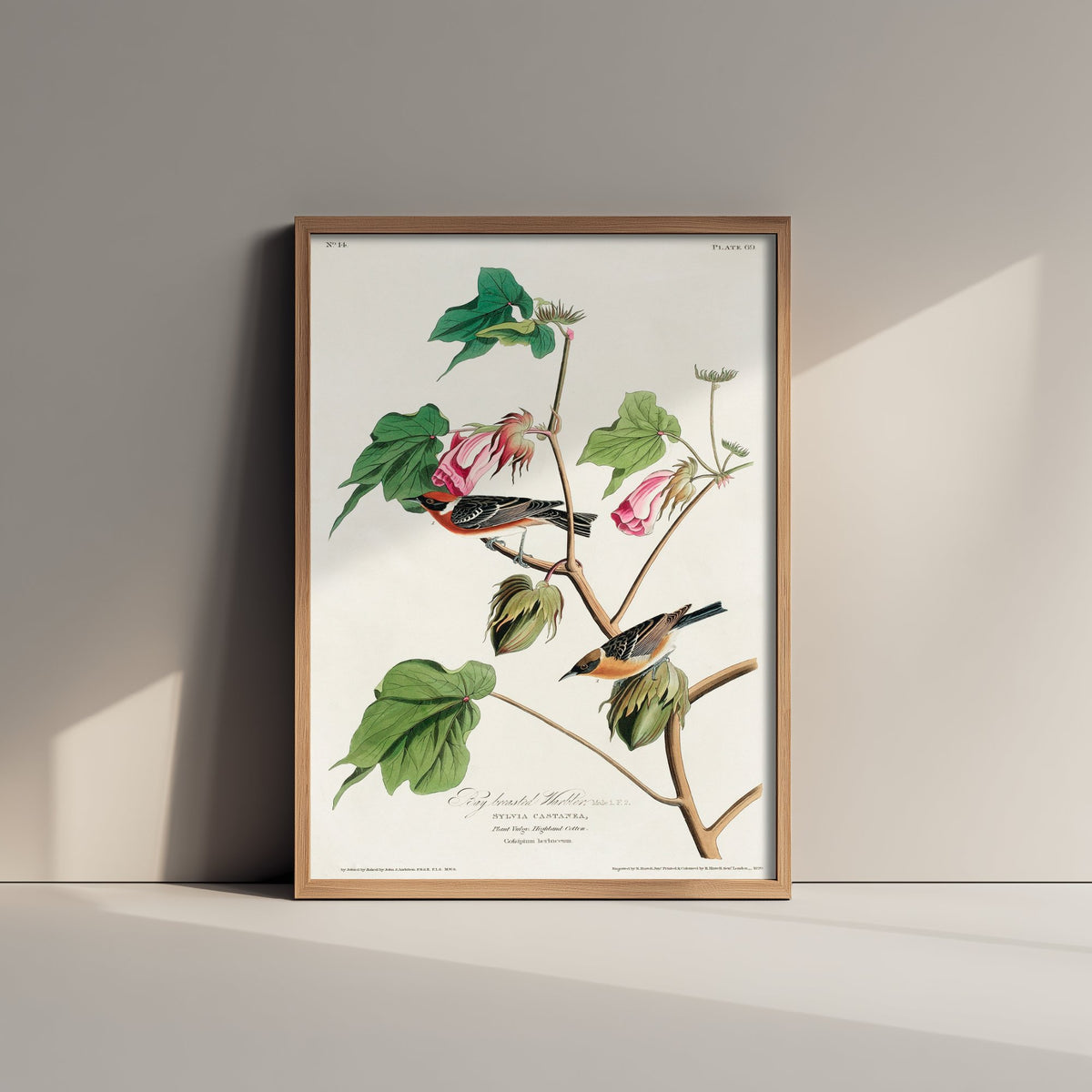 Bay Breasted Warbler Art Print - John James Audubon Poster - Birds of America Vintage Illustration