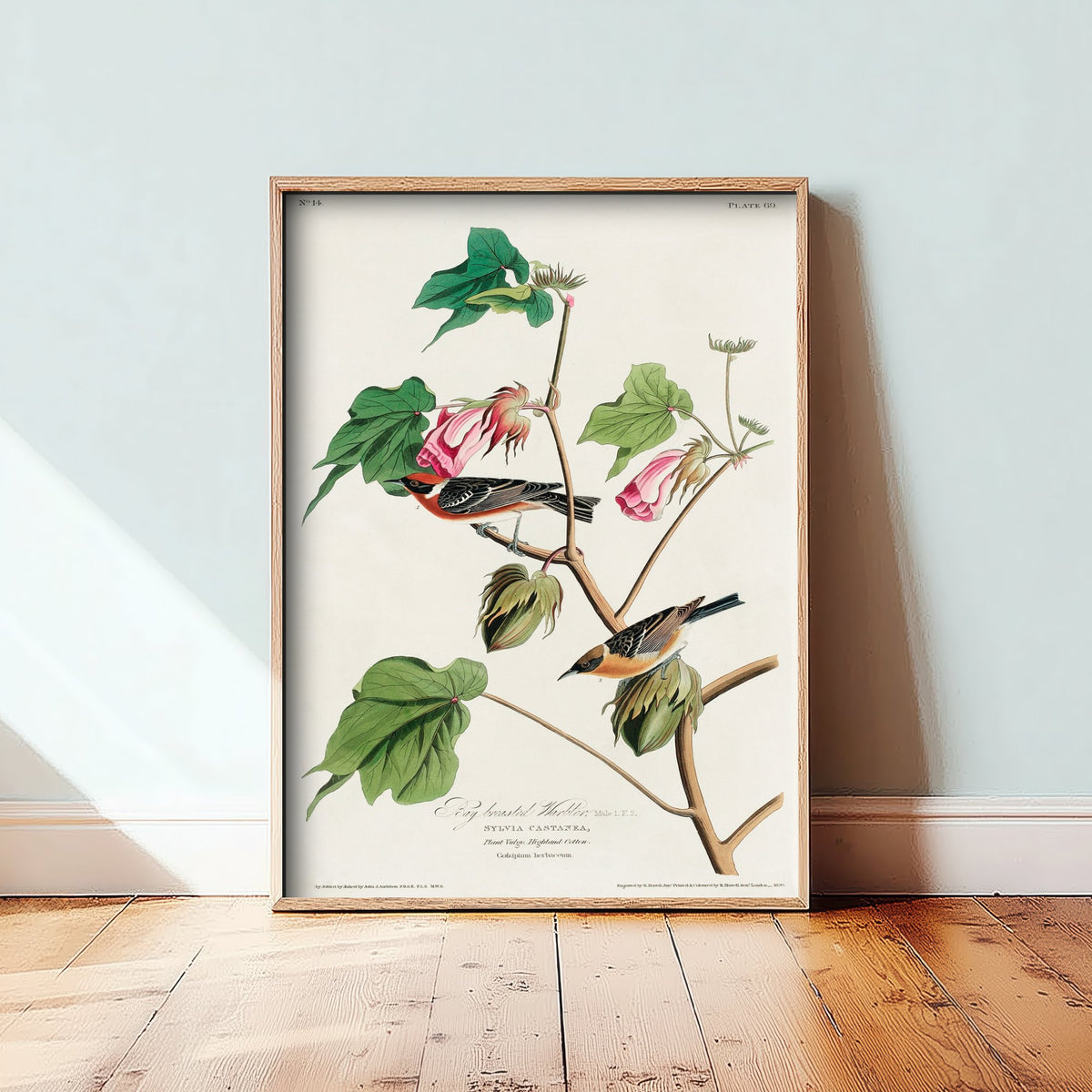 Bay Breasted Warbler Art Print - John James Audubon Poster - Birds of America Vintage Illustration