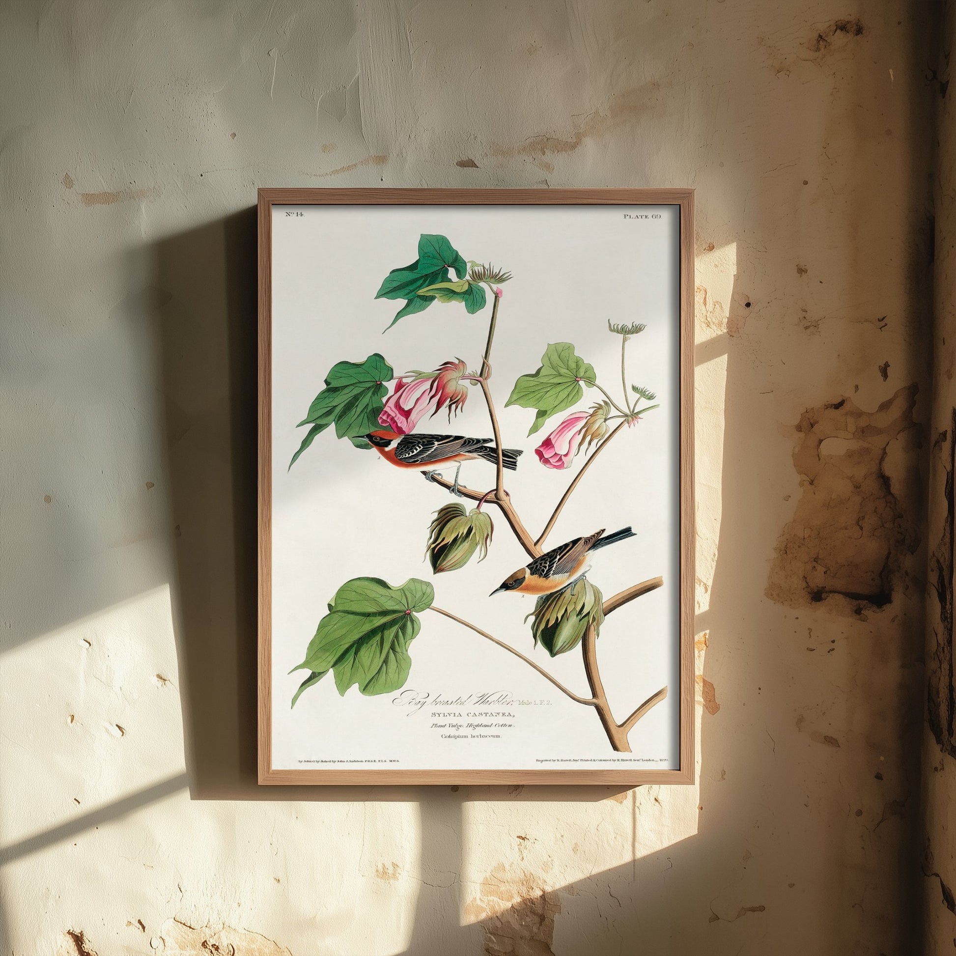 Bay Breasted Warbler Art Print - John James Audubon Poster - Birds of America Vintage Illustration
