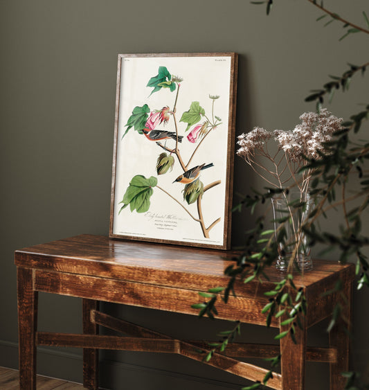 Bay Breasted Warbler Art Print - John James Audubon Poster - Birds of America Vintage Illustration