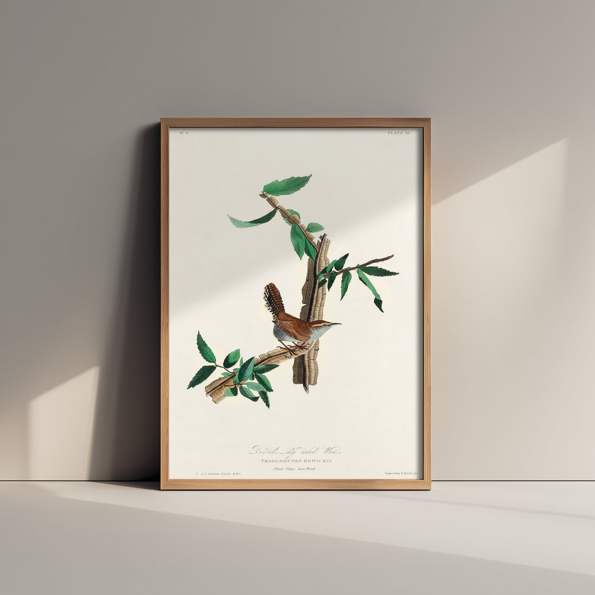 Bewick's Wren Art Print - John James Audubon Poster - Birds of America Vintage Illustration