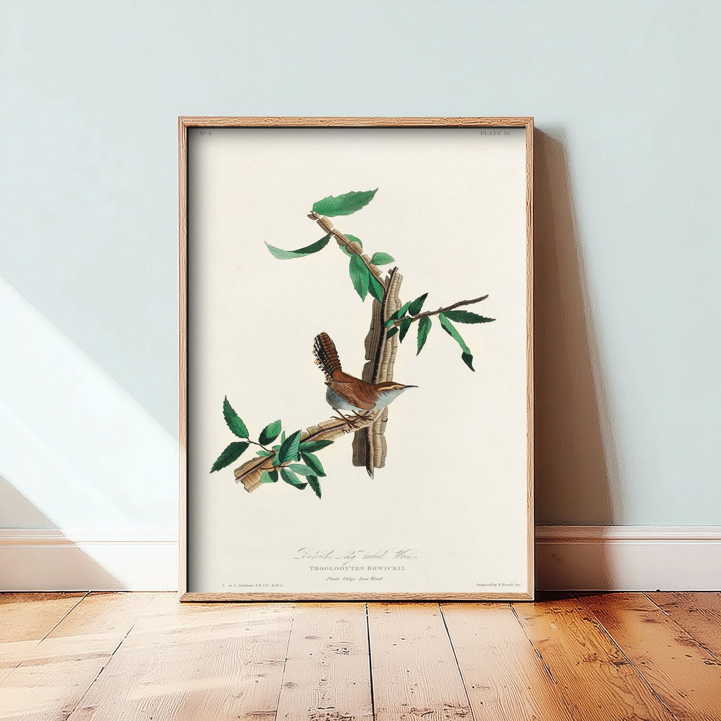 Bewick's Wren Art Print - John James Audubon Poster - Birds of America Vintage Illustration