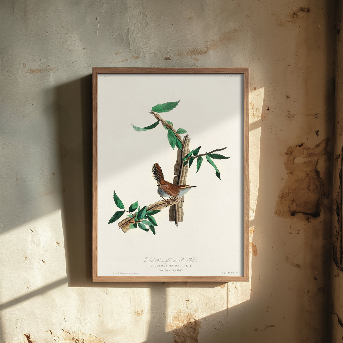 Bewick's Wren Art Print - John James Audubon Poster - Birds of America Vintage Illustration
