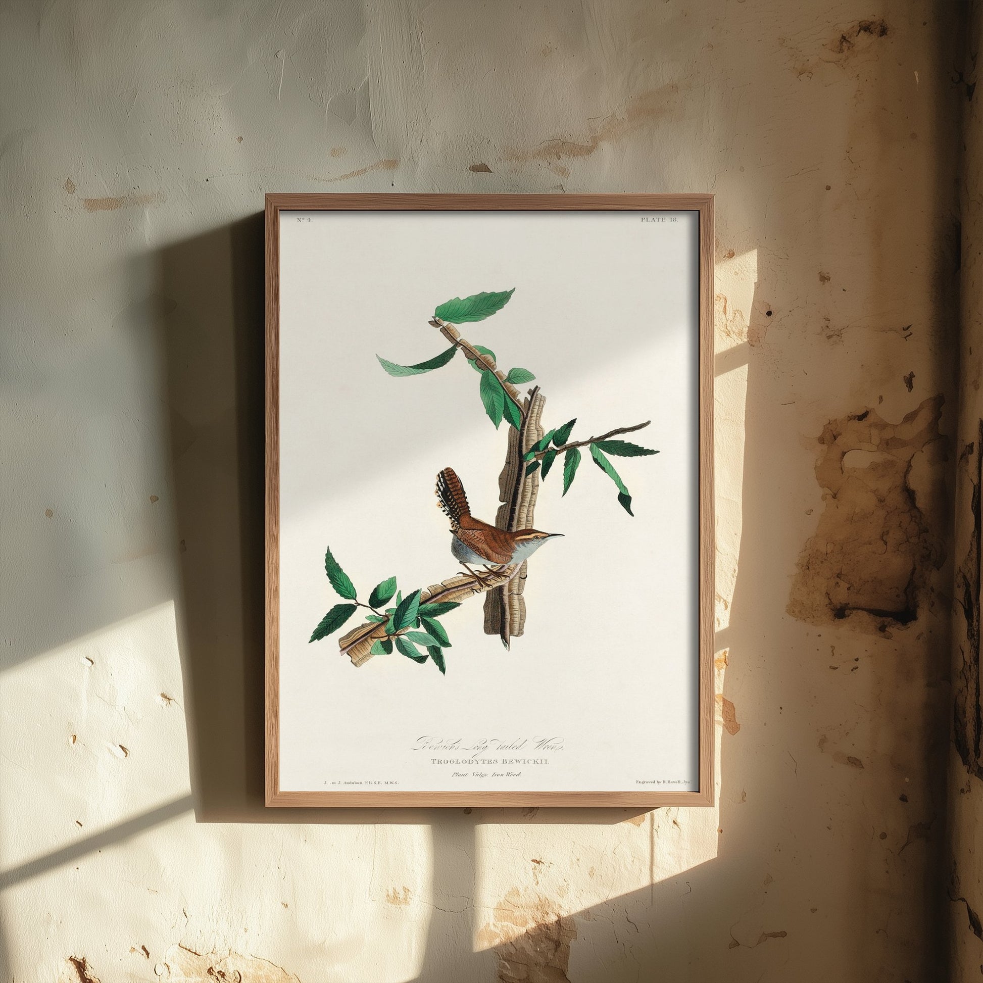 Bewick's Wren Art Print - John James Audubon Poster - Birds of America Vintage Illustration