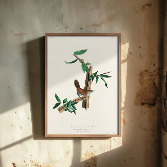 Bewick's Wren Art Print - John James Audubon Poster - Birds of America Vintage Illustration