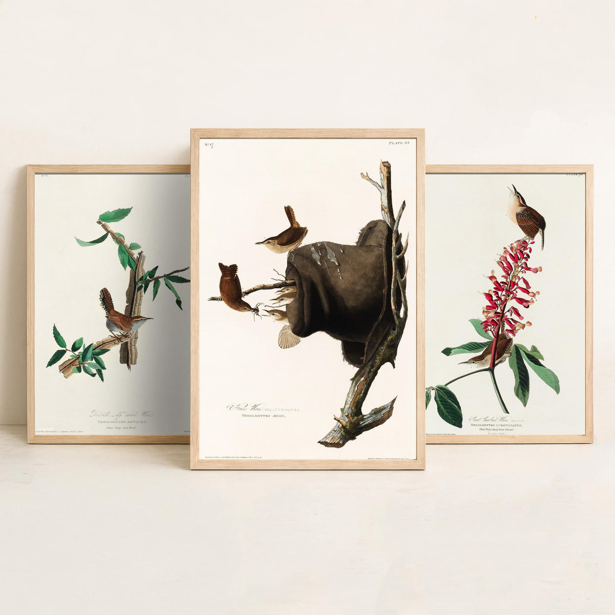 Set of Three John James Audubon Prints - Bewick's Carolina House Wrens - 3 Bird Paintings Poster Wall Art Gift Vintage Ornithology