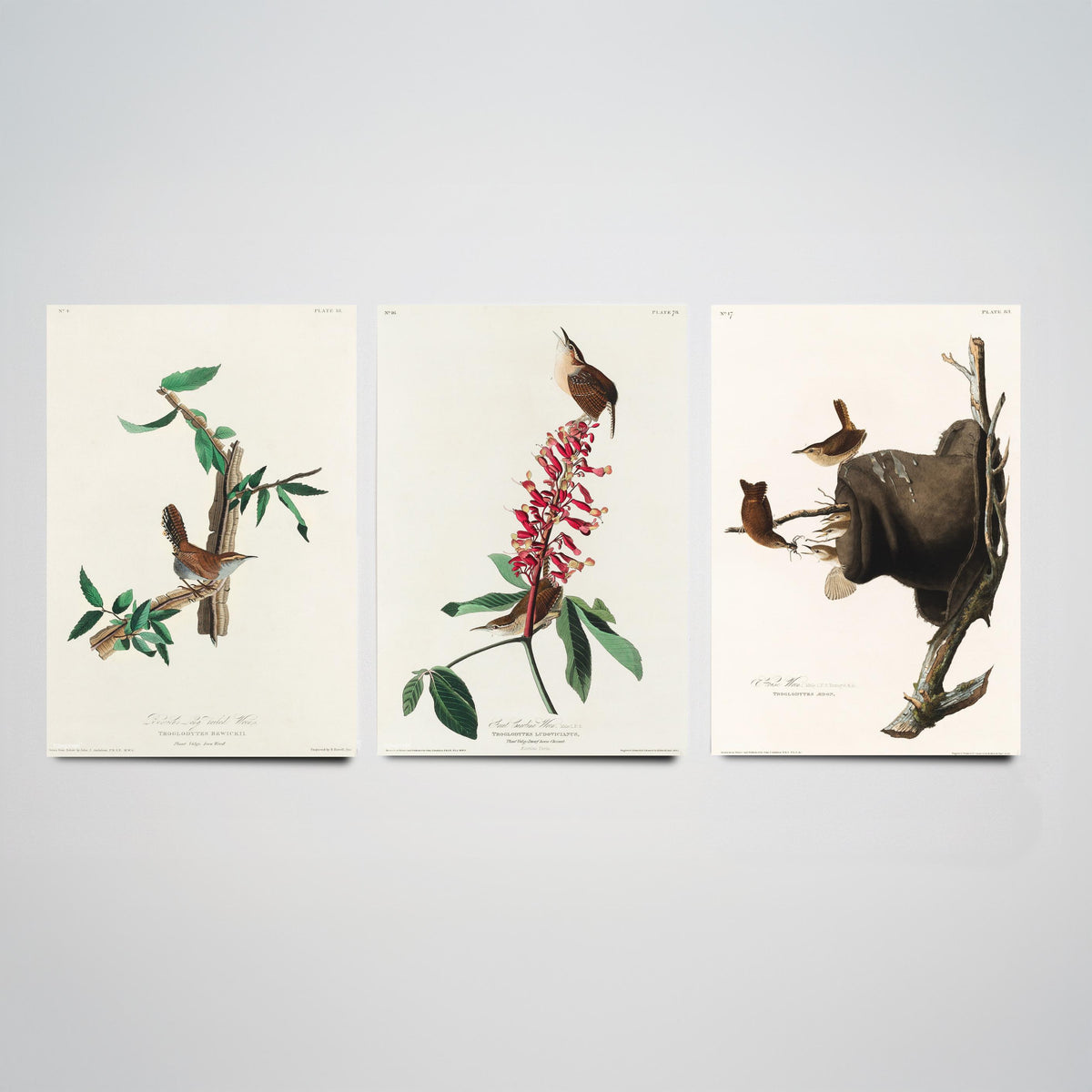 Set of Three John James Audubon Prints - Bewick's Carolina House Wrens - 3 Bird Paintings Poster Wall Art Gift Vintage Ornithology