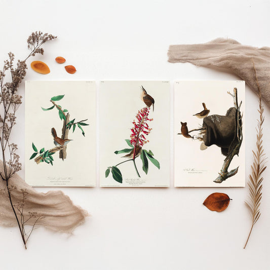 Set of Three John James Audubon Prints - Bewick's Carolina House Wrens - 3 Bird Paintings Poster Wall Art Gift Vintage Ornithology