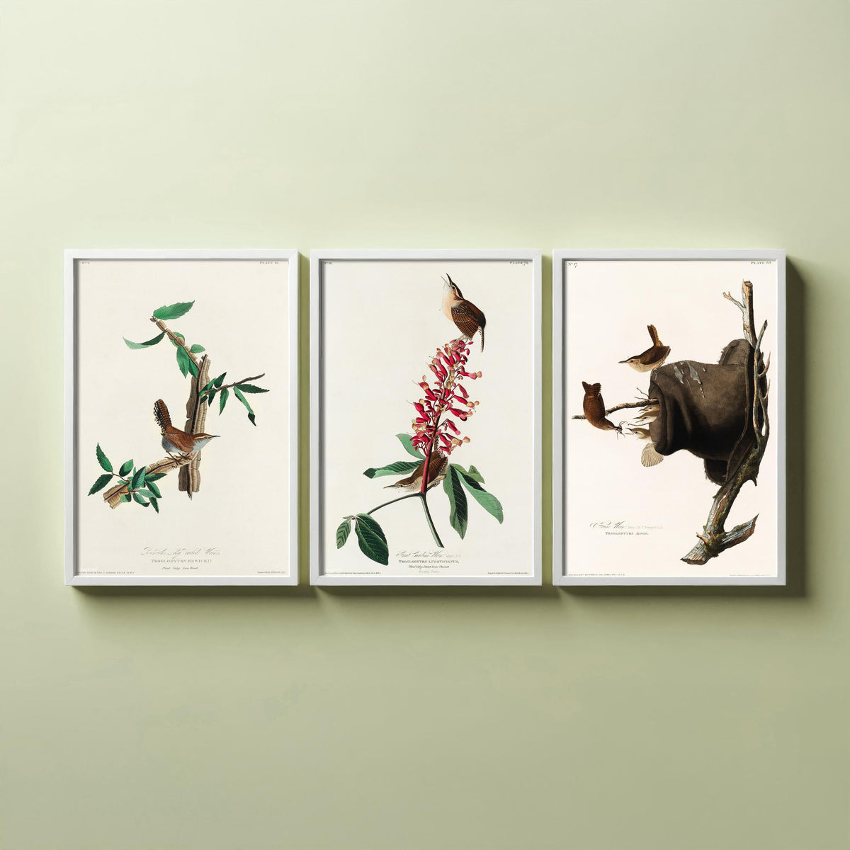 Set of Three John James Audubon Prints - Bewick's Carolina House Wrens - 3 Bird Paintings Poster Wall Art Gift Vintage Ornithology