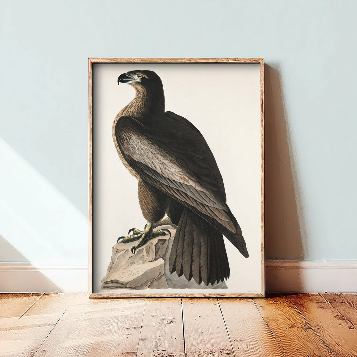 Bald Eagle Art Print - John James Audubon Poster - Birds of America Vintage Illustration