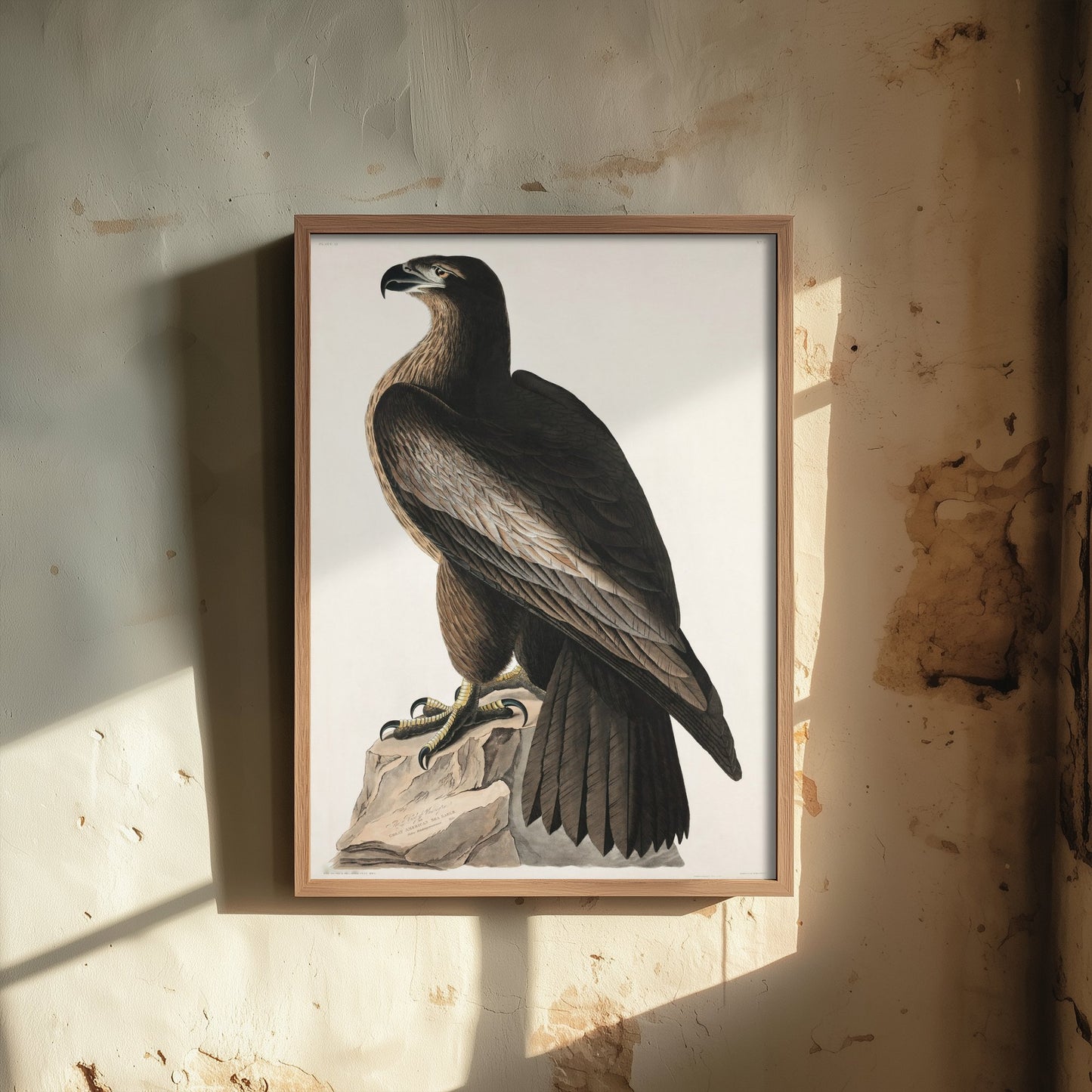 Bald Eagle Art Print - John James Audubon Poster - Birds of America Vintage Illustration