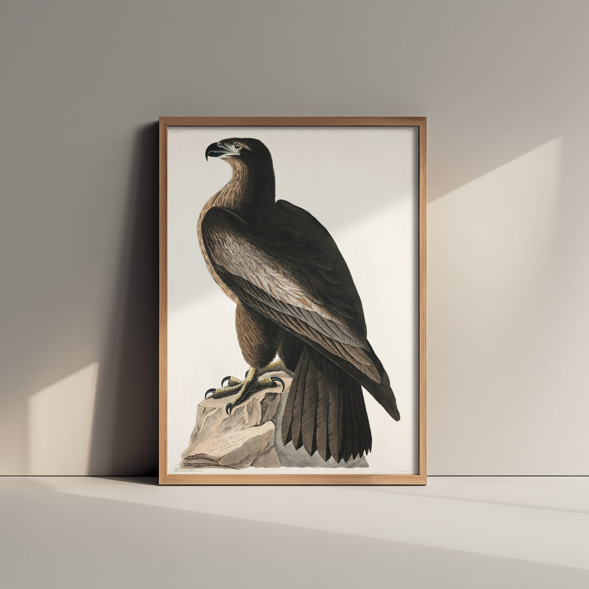 Bald Eagle Art Print - John James Audubon Poster - Birds of America Vintage Illustration