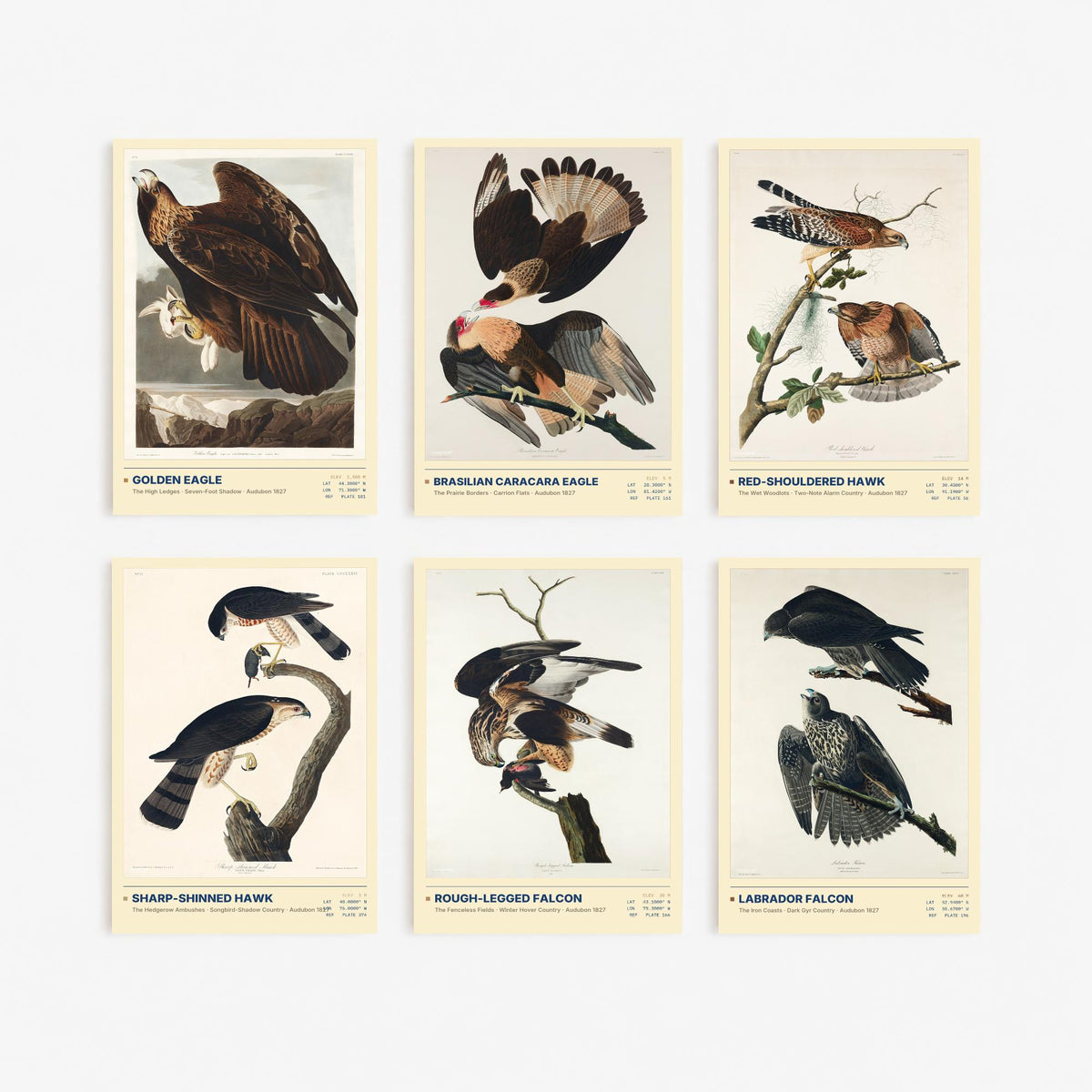 Set of Six Audubon Birds of Prey Illustrations - 6 Hawk and Falcon Art Prints - Golden Eagle, Red-Shouldered Hawk, Labrador Falcon Posters