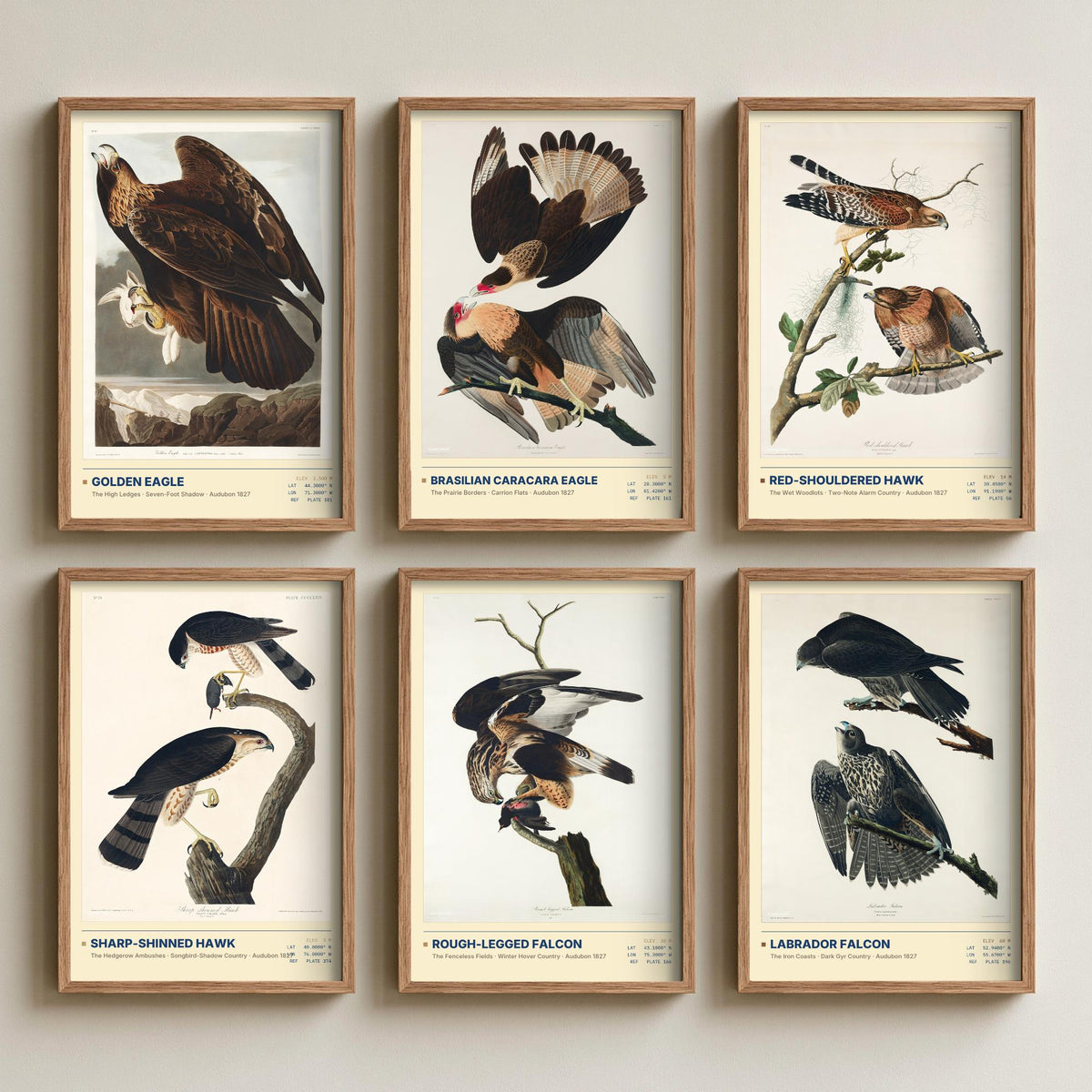 Set of Six Audubon Birds of Prey Illustrations - 6 Hawk and Falcon Art Prints - Golden Eagle, Red-Shouldered Hawk, Labrador Falcon Posters