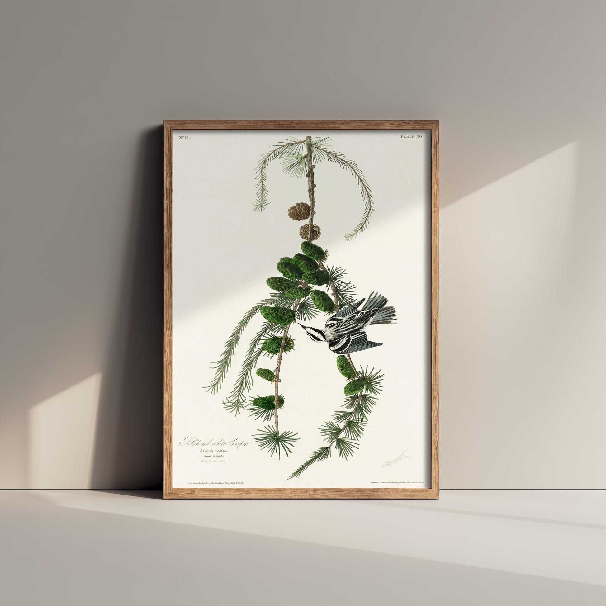 Black-and-white Warbler Art Print - John James Audubon Poster - Birds of America Vintage Illustration