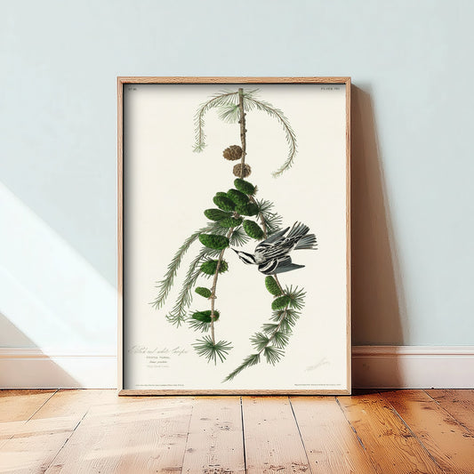 Black-and-white Warbler Art Print - John James Audubon Poster - Birds of America Vintage Illustration