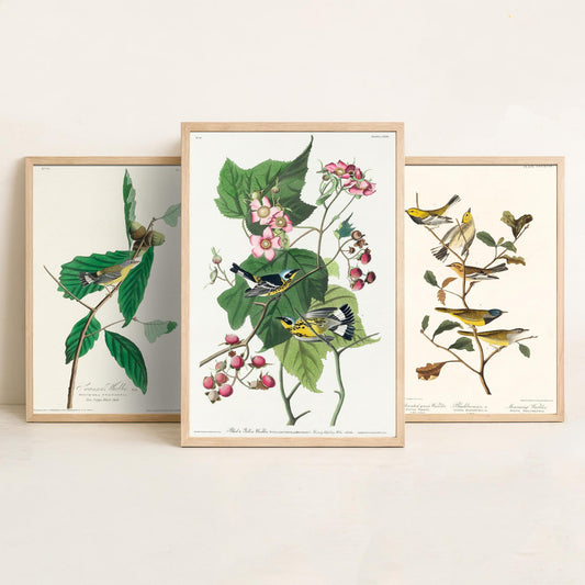 Set of Three Audubon Bird Prints - Swainson's Black-throated Green and Black and Yellow Warblers - 3 Bird Paintings Poster Wall Art