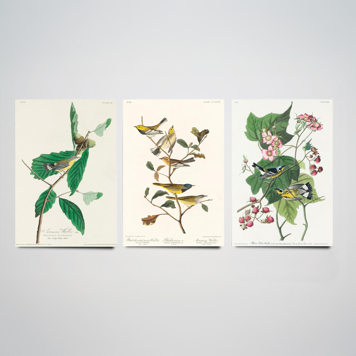 Set of Three Audubon Bird Prints - Swainson's Black-throated Green and Black and Yellow Warblers - 3 Bird Paintings Poster Wall Art