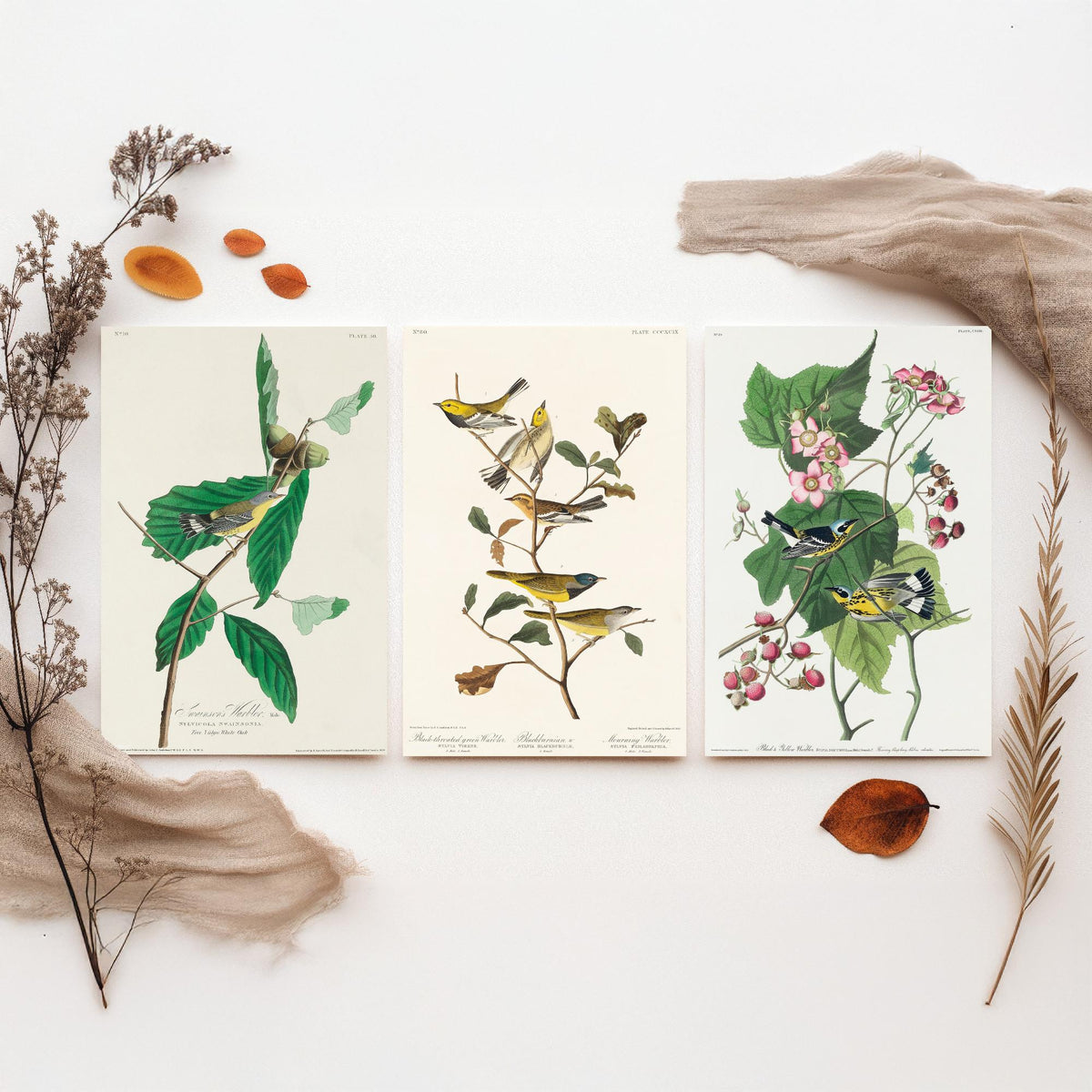 Set of Three Audubon Bird Prints - Swainson's Black-throated Green and Black and Yellow Warblers - 3 Bird Paintings Poster Wall Art